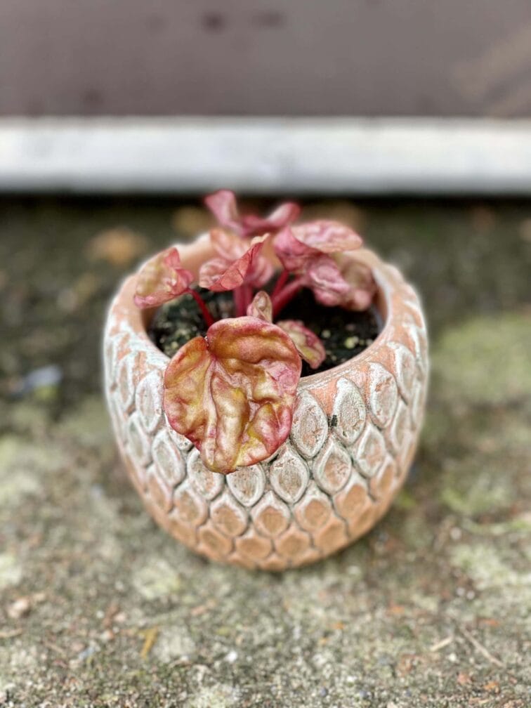 Zdjęcie rośliny Peperomia caperata Quito, ujęcie 2