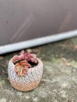 Zdjęcie rośliny Peperomia caperata Quito, ujęcie 3