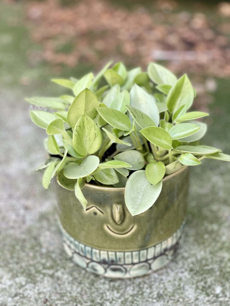 peperomia-pixie-lime_11x25-1_1625900588.jpg Zdjęcie rośliny Peperomia Pixie Lime, ujęcie 1