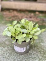 Zdjęcie rośliny Peperomia Pixie Lime, ujęcie 2