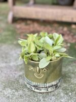 Zdjęcie rośliny Peperomia Pixie Lime, ujęcie 3
