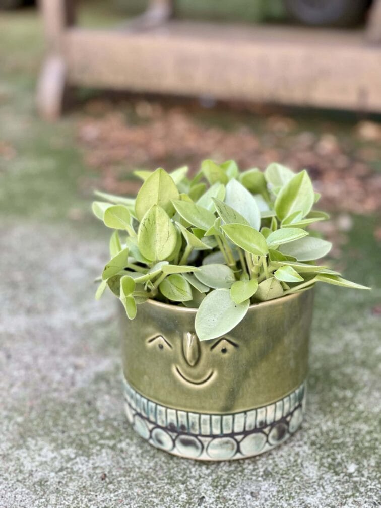 Zdjęcie rośliny Peperomia Pixie Lime, ujęcie 3