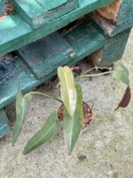 Zdjęcie rośliny Philodendron atabapoense, ujęcie 2