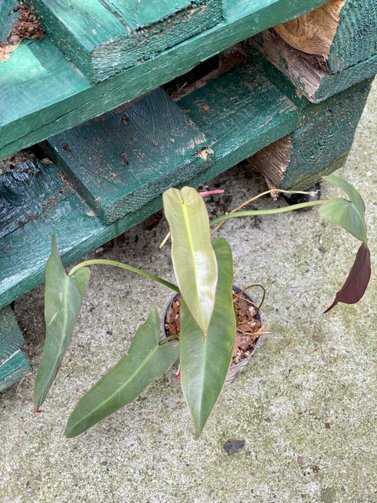 Zdjęcie rośliny Philodendron atabapoense, ujęcie 2