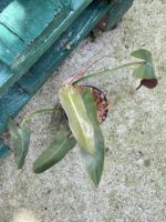 Zdjęcie rośliny Philodendron atabapoense, ujęcie 3