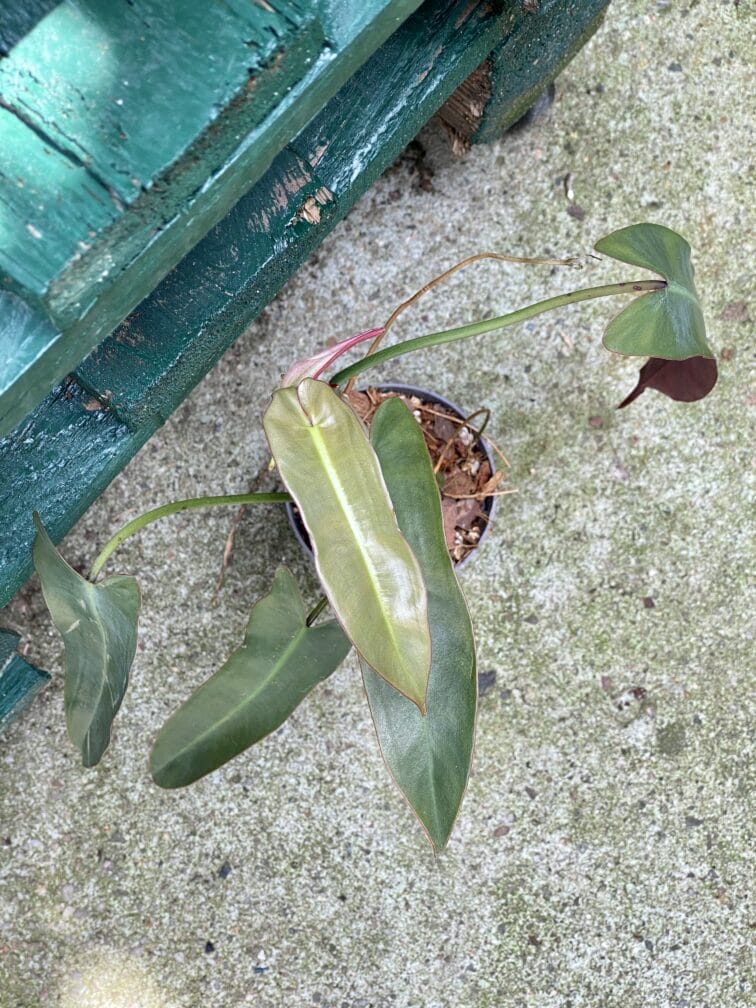 Zdjęcie rośliny Philodendron atabapoense, ujęcie 3