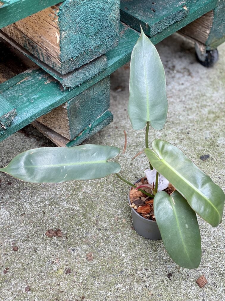 Zdjęcie rośliny Philodendron atabapoense, ujęcie 1