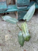 Zdjęcie rośliny Philodendron atabapoense, ujęcie 2