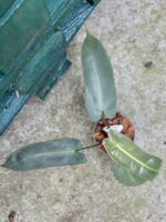 Zdjęcie rośliny Philodendron atabapoense, ujęcie 3
