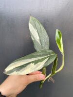 Zdjęcie rośliny Philodendron Cobra - sadzonka szczytowa, ujęcie 2