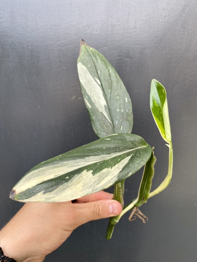 Zdjęcie rośliny Philodendron Cobra - sadzonka szczytowa, ujęcie 2