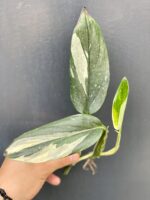 Zdjęcie rośliny Philodendron Cobra - sadzonka szczytowa, ujęcie 3