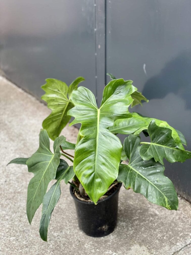 Zdjęcie rośliny Philodendron Green Dragon, ujęcie 1
