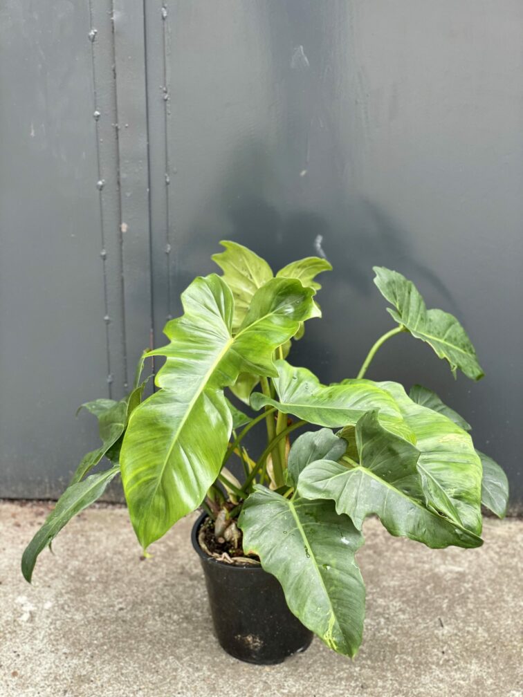 Zdjęcie rośliny Philodendron Green Dragon, ujęcie 2