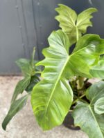 Zdjęcie rośliny Philodendron Green Dragon, ujęcie 3