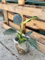 Zdjęcie rośliny Philodendron Little Phil, ujęcie 1