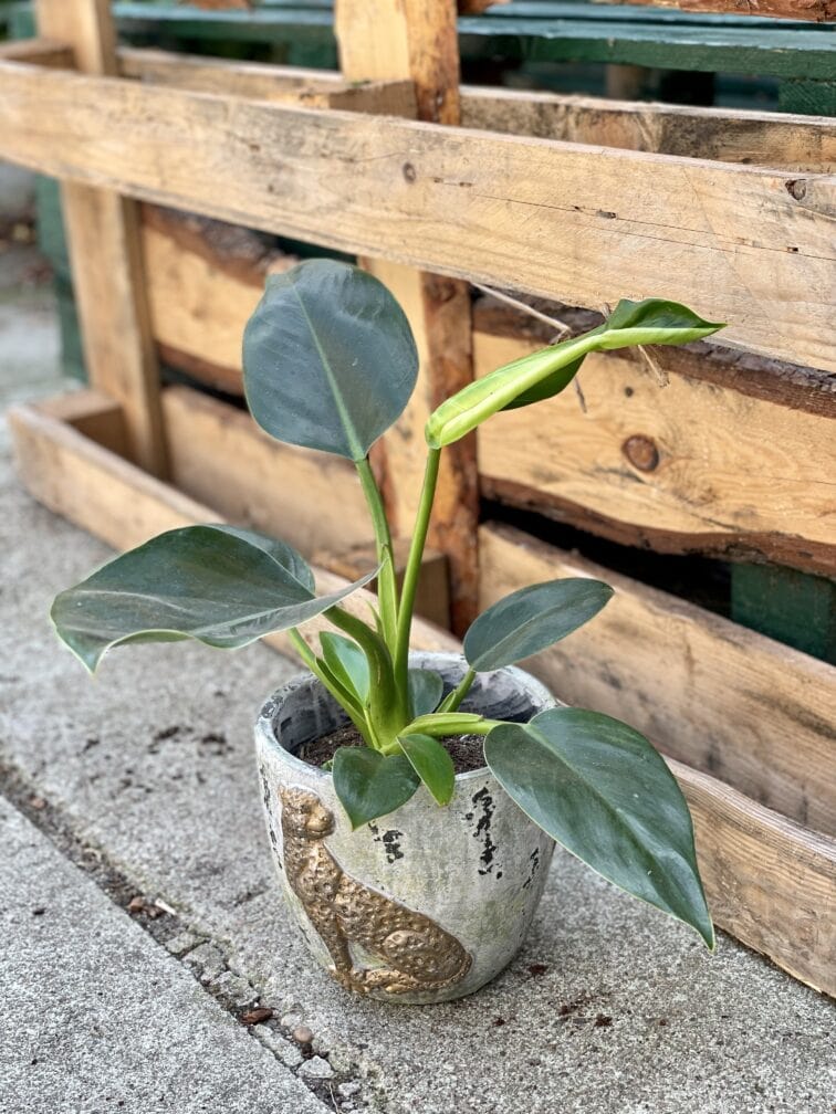 Zdjęcie rośliny Philodendron Little Phil, ujęcie 1