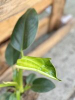 Zdjęcie rośliny Philodendron Little Phil, ujęcie 2
