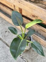 Zdjęcie rośliny Philodendron Little Phil, ujęcie 3