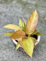 Zdjęcie rośliny Philodendron Orange, ujęcie 1