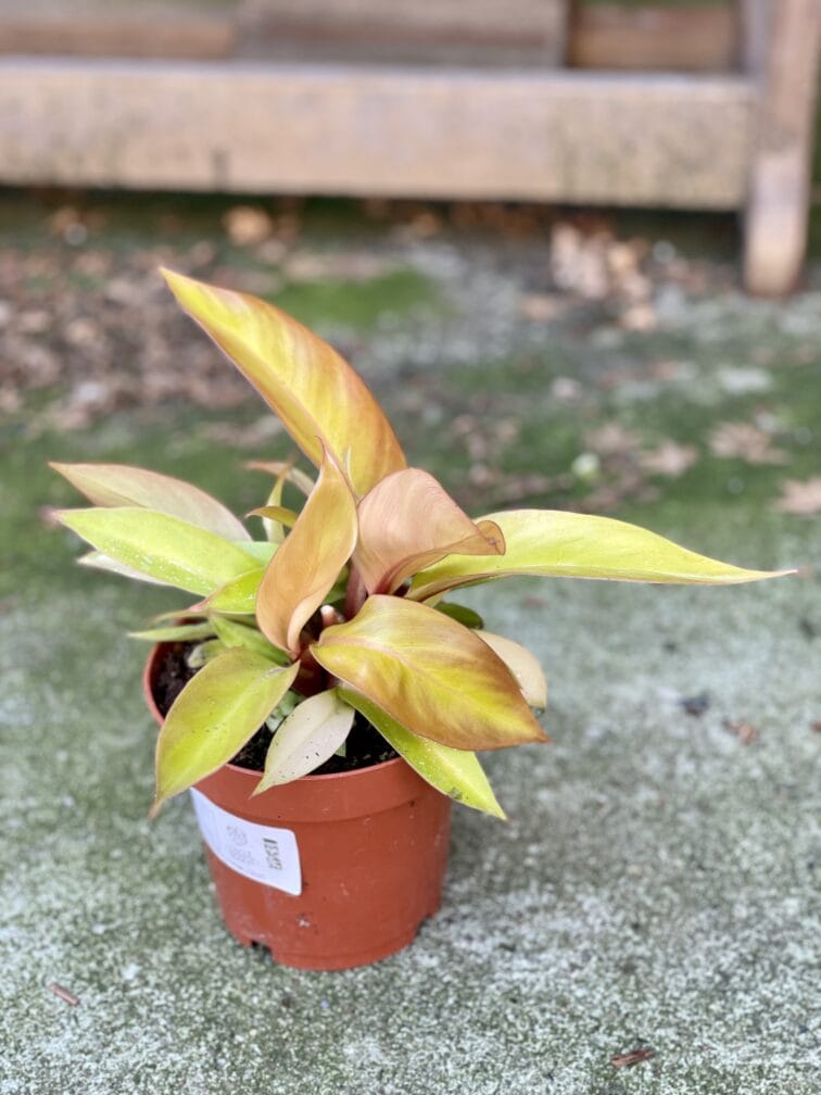 Zdjęcie rośliny Philodendron Orange, ujęcie 2
