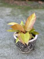 Zdjęcie rośliny Philodendron Orange, ujęcie 3