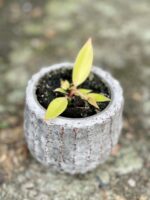 Zdjęcie rośliny Philodendron Orange, ujęcie 1
