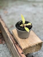 Zdjęcie rośliny Philodendron Orange, ujęcie 2