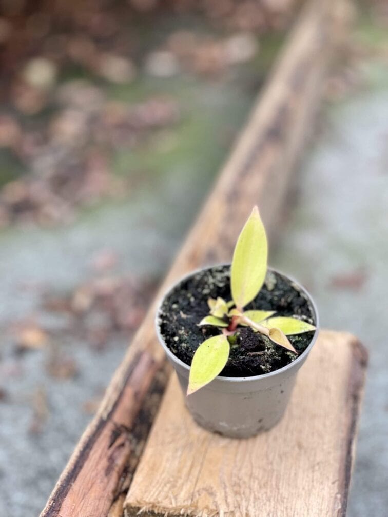 Zdjęcie rośliny Philodendron Orange, ujęcie 3