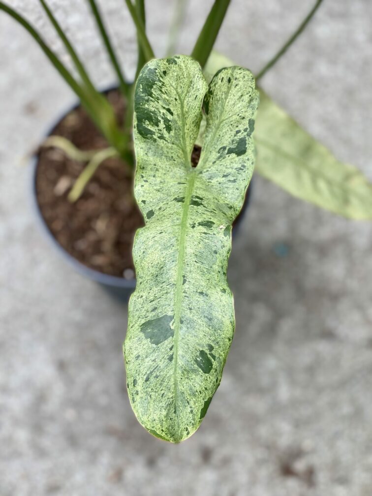 Zdjęcie rośliny Philodendron Paraiso Verde, ujęcie 1