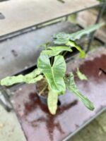 Zdjęcie rośliny Philodendron Paraiso Verde, ujęcie 2