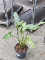Zdjęcie rośliny Philodendron Paraiso Verde, ujęcie 3