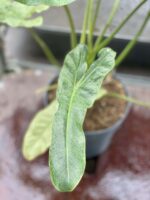 Zdjęcie rośliny Philodendron Paraiso Verde, ujęcie 4
