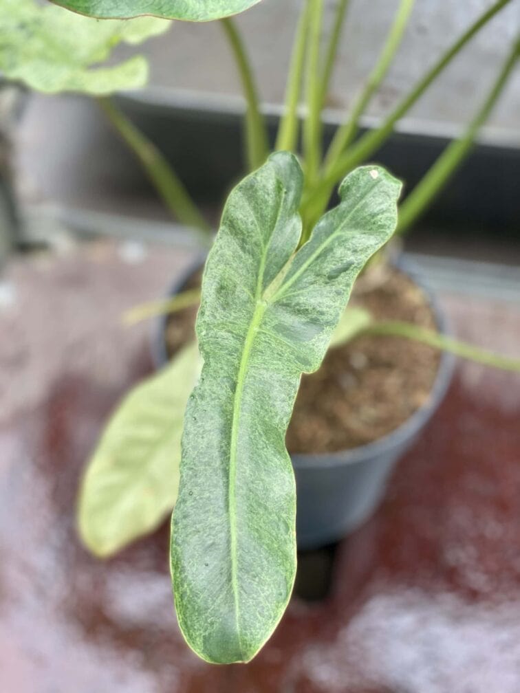 Zdjęcie rośliny Philodendron Paraiso Verde, ujęcie 4