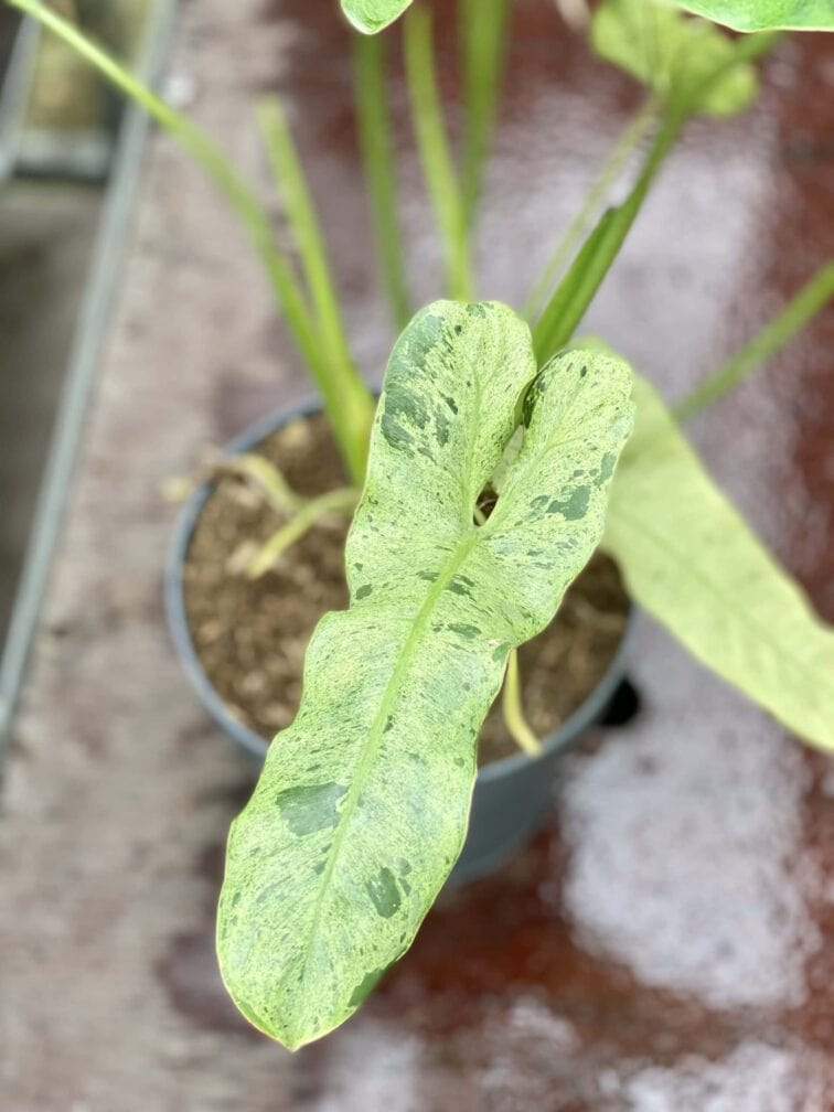 Zdjęcie rośliny Philodendron Paraiso Verde, ujęcie 5