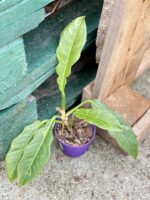 Zdjęcie rośliny Philodendron Ring of Fire, ujęcie 1