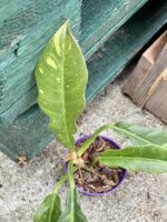 Zdjęcie rośliny Philodendron Ring of Fire, ujęcie 2