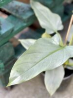 Zdjęcie rośliny Philodendron Silver Queen, ujęcie 2