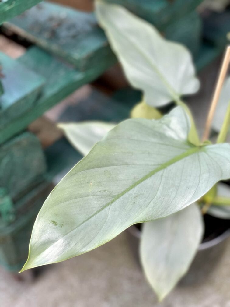 Zdjęcie rośliny Philodendron Silver Queen, ujęcie 2