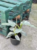 Zdjęcie rośliny Philodendron Silver Queen, ujęcie 3