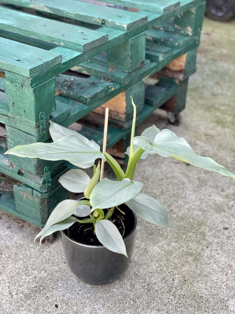 Zdjęcie rośliny Philodendron Silver Queen, ujęcie 3