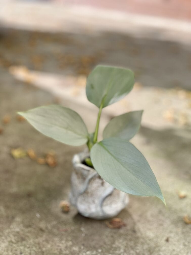 Zdjęcie rośliny Philodendron Silver Queen, ujęcie 1