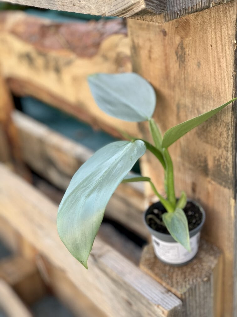 Zdjęcie rośliny Philodendron Silver Queen, ujęcie 2