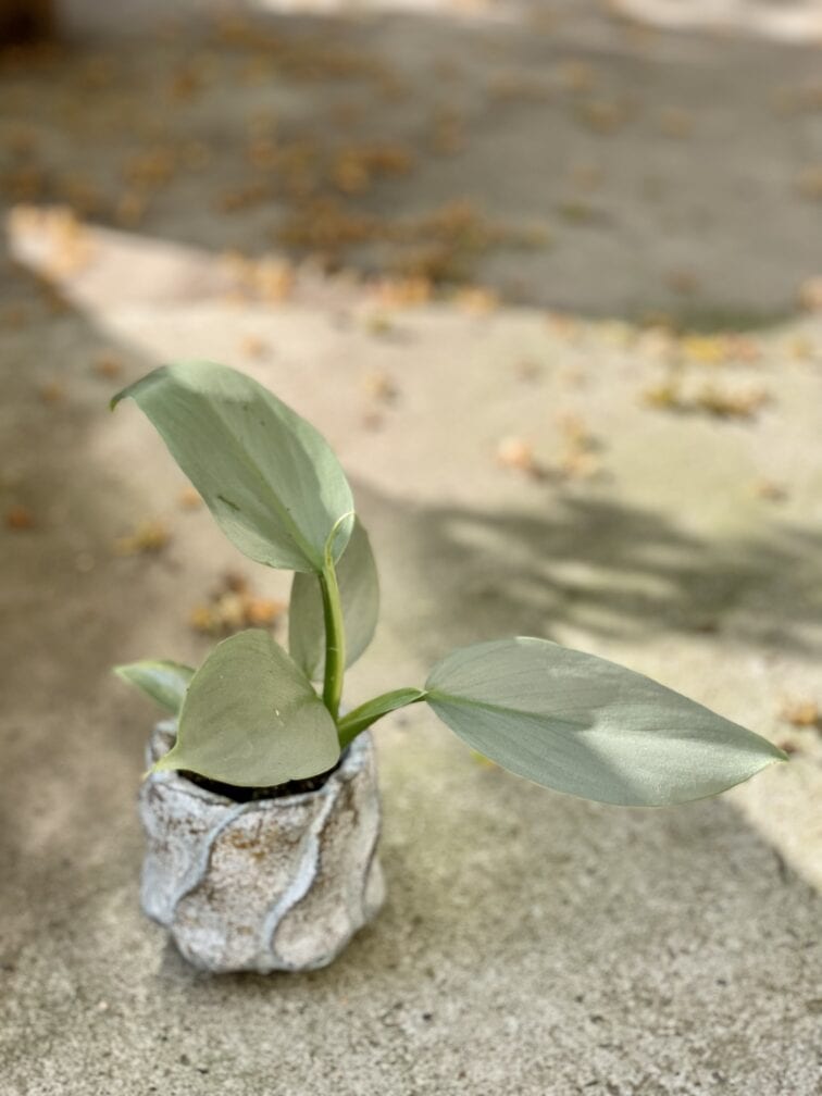 Zdjęcie rośliny Philodendron Silver Queen, ujęcie 3