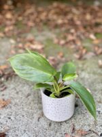 Zdjęcie rośliny Philodendron Squamiferum, ujęcie 1