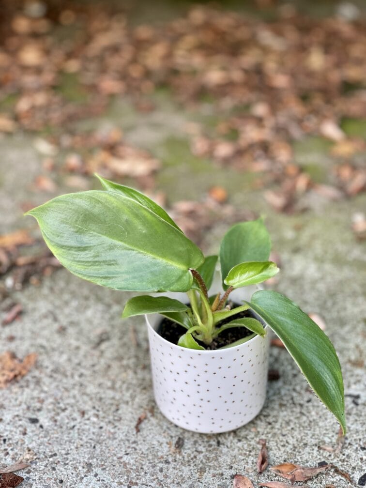 Zdjęcie rośliny Philodendron Squamiferum, ujęcie 1