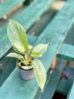 Zdjęcie rośliny Philodendron Squamiferum, ujęcie 2