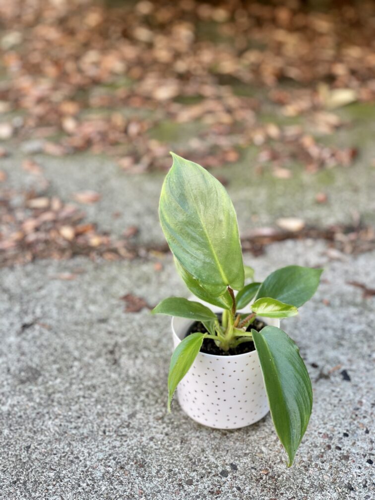 Zdjęcie rośliny Philodendron Squamiferum, ujęcie 3
