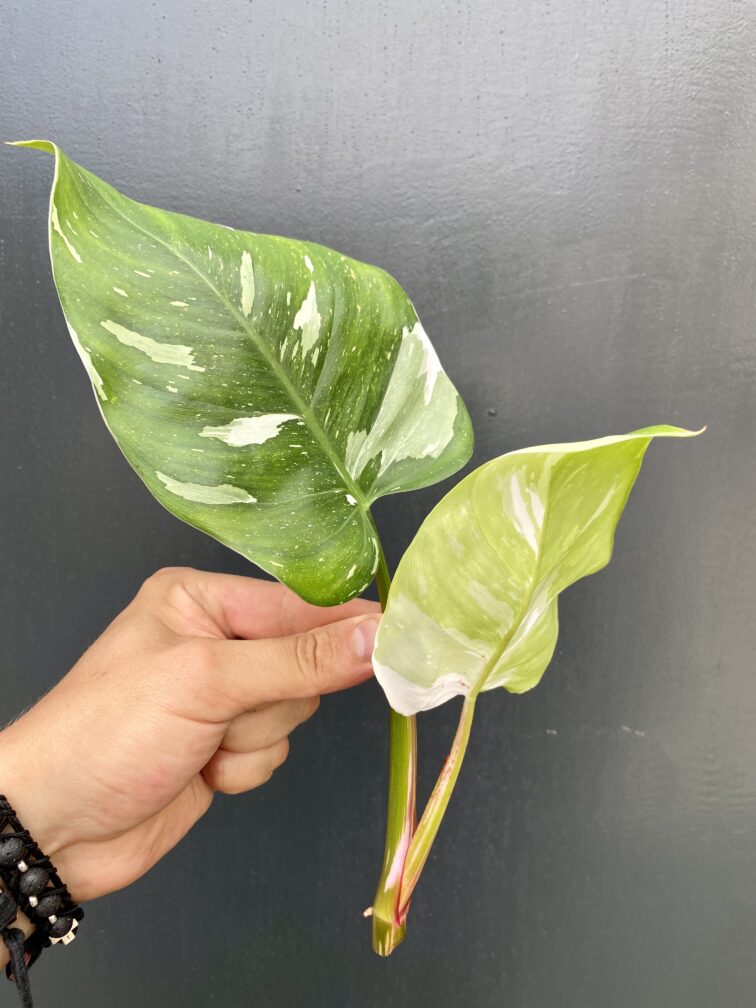philodendron-white-princess-sadzonka_1-1_1627384138.jpg Zdjęcie rośliny Philodendron White Princess - sadzonka, ujęcie 1