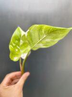 Zdjęcie rośliny Philodendron White Princess - sadzonka, ujęcie 2